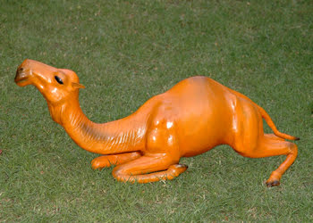 Camel Sit Plain 12